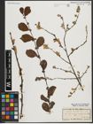 Foto von Salix aurita L.